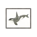 Picture of Orca Whale _GroupedProduct_Rectangle_Landscape_Mini_ _GroupedProduct_Rectangle_Landscape_Framed_Matted_