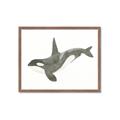 Picture of Orca Whale _GroupedProduct_Rectangle_Landscape_Mini_ _GroupedProduct_Rectangle_Landscape_Framed_Matted_