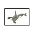 Picture of Orca Whale _GroupedProduct_Rectangle_Landscape_Mini_ _GroupedProduct_Rectangle_Landscape_Framed_Matted_