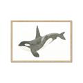 Picture of Orca Whale _GroupedProduct_Rectangle_Landscape_Mini_ _GroupedProduct_Rectangle_Landscape_Framed_Matted_