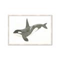 Picture of Orca Whale _GroupedProduct_Rectangle_Landscape_Mini_ _GroupedProduct_Rectangle_Landscape_Framed_Matted_