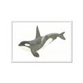 Picture of Orca Whale _GroupedProduct_Rectangle_Landscape_Mini_ _GroupedProduct_Rectangle_Landscape_Framed_Matted_