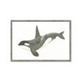 Picture of Orca Whale _GroupedProduct_Rectangle_Landscape_Mini_ _GroupedProduct_Rectangle_Landscape_Framed_Matted_