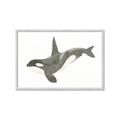 Picture of Orca Whale _GroupedProduct_Rectangle_Landscape_Mini_ _GroupedProduct_Rectangle_Landscape_Framed_Matted_