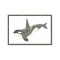 Picture of Orca Whale _GroupedProduct_Rectangle_Landscape_Mini_ _GroupedProduct_Rectangle_Landscape_Framed_Matted_