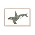 Picture of Orca Whale _GroupedProduct_Rectangle_Landscape_Mini_ _GroupedProduct_Rectangle_Landscape_Framed_Matted_