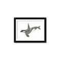 Picture of Orca Whale _GroupedProduct_Rectangle_Landscape_Mini_ _GroupedProduct_Rectangle_Landscape_Framed_Matted_