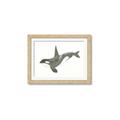 Picture of Orca Whale _GroupedProduct_Rectangle_Landscape_Mini_ _GroupedProduct_Rectangle_Landscape_Framed_Matted_