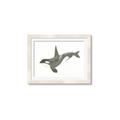 Picture of Orca Whale _GroupedProduct_Rectangle_Landscape_Mini_ _GroupedProduct_Rectangle_Landscape_Framed_Matted_