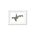 Picture of Orca Whale _GroupedProduct_Rectangle_Landscape_Mini_ _GroupedProduct_Rectangle_Landscape_Framed_Matted_