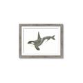 Picture of Orca Whale _GroupedProduct_Rectangle_Landscape_Mini_ _GroupedProduct_Rectangle_Landscape_Framed_Matted_