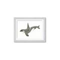 Picture of Orca Whale _GroupedProduct_Rectangle_Landscape_Mini_ _GroupedProduct_Rectangle_Landscape_Framed_Matted_