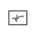 Picture of Orca Whale _GroupedProduct_Rectangle_Landscape_Mini_ _GroupedProduct_Rectangle_Landscape_Framed_Matted_