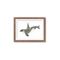 Picture of Orca Whale _GroupedProduct_Rectangle_Landscape_Mini_ _GroupedProduct_Rectangle_Landscape_Framed_Matted_