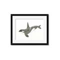 Picture of Orca Whale _GroupedProduct_Rectangle_Landscape_Mini_ _GroupedProduct_Rectangle_Landscape_Framed_Matted_