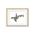 Picture of Orca Whale _GroupedProduct_Rectangle_Landscape_Mini_ _GroupedProduct_Rectangle_Landscape_Framed_Matted_