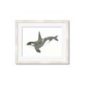 Picture of Orca Whale _GroupedProduct_Rectangle_Landscape_Mini_ _GroupedProduct_Rectangle_Landscape_Framed_Matted_