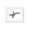 Picture of Orca Whale _GroupedProduct_Rectangle_Landscape_Mini_ _GroupedProduct_Rectangle_Landscape_Framed_Matted_