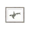 Picture of Orca Whale _GroupedProduct_Rectangle_Landscape_Mini_ _GroupedProduct_Rectangle_Landscape_Framed_Matted_