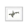 Picture of Orca Whale _GroupedProduct_Rectangle_Landscape_Mini_ _GroupedProduct_Rectangle_Landscape_Framed_Matted_