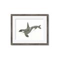 Picture of Orca Whale _GroupedProduct_Rectangle_Landscape_Mini_ _GroupedProduct_Rectangle_Landscape_Framed_Matted_