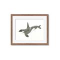 Picture of Orca Whale _GroupedProduct_Rectangle_Landscape_Mini_ _GroupedProduct_Rectangle_Landscape_Framed_Matted_