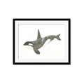 Picture of Orca Whale _GroupedProduct_Rectangle_Landscape_Mini_ _GroupedProduct_Rectangle_Landscape_Framed_Matted_
