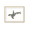 Picture of Orca Whale _GroupedProduct_Rectangle_Landscape_Mini_ _GroupedProduct_Rectangle_Landscape_Framed_Matted_