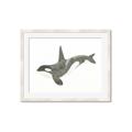 Picture of Orca Whale _GroupedProduct_Rectangle_Landscape_Mini_ _GroupedProduct_Rectangle_Landscape_Framed_Matted_