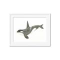 Picture of Orca Whale _GroupedProduct_Rectangle_Landscape_Mini_ _GroupedProduct_Rectangle_Landscape_Framed_Matted_