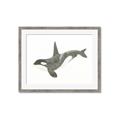 Picture of Orca Whale _GroupedProduct_Rectangle_Landscape_Mini_ _GroupedProduct_Rectangle_Landscape_Framed_Matted_