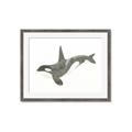 Picture of Orca Whale _GroupedProduct_Rectangle_Landscape_Mini_ _GroupedProduct_Rectangle_Landscape_Framed_Matted_