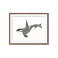 Picture of Orca Whale _GroupedProduct_Rectangle_Landscape_Mini_ _GroupedProduct_Rectangle_Landscape_Framed_Matted_