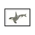 Picture of Orca Whale _GroupedProduct_Rectangle_Landscape_Mini_ _GroupedProduct_Rectangle_Landscape_Framed_Matted_