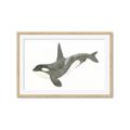 Picture of Orca Whale _GroupedProduct_Rectangle_Landscape_Mini_ _GroupedProduct_Rectangle_Landscape_Framed_Matted_
