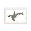 Picture of Orca Whale _GroupedProduct_Rectangle_Landscape_Mini_ _GroupedProduct_Rectangle_Landscape_Framed_Matted_