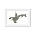 Picture of Orca Whale _GroupedProduct_Rectangle_Landscape_Mini_ _GroupedProduct_Rectangle_Landscape_Framed_Matted_