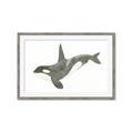 Picture of Orca Whale _GroupedProduct_Rectangle_Landscape_Mini_ _GroupedProduct_Rectangle_Landscape_Framed_Matted_