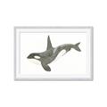 Picture of Orca Whale _GroupedProduct_Rectangle_Landscape_Mini_ _GroupedProduct_Rectangle_Landscape_Framed_Matted_