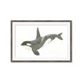 Picture of Orca Whale _GroupedProduct_Rectangle_Landscape_Mini_ _GroupedProduct_Rectangle_Landscape_Framed_Matted_