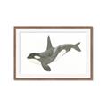 Picture of Orca Whale _GroupedProduct_Rectangle_Landscape_Mini_ _GroupedProduct_Rectangle_Landscape_Framed_Matted_