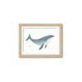 Picture of Blue Whale _GroupedProduct_Rectangle_Landscape_Mini_ _GroupedProduct_Rectangle_Landscape_Framed_Matted_