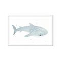 Picture of Blue Whale lll _GroupedProduct_Rectangle_Landscape_Mini_ _GroupedProduct_Rectangle_Landscape_Framed_Matted_