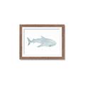 Picture of Blue Whale lll _GroupedProduct_Rectangle_Landscape_Mini_ _GroupedProduct_Rectangle_Landscape_Framed_Matted_