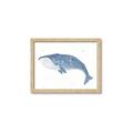 Picture of Blue Whale ll _GroupedProduct_Rectangle_Landscape_Mini_ _GroupedProduct_Rectangle_Landscape_Framed_Matted_