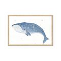 Picture of Blue Whale ll _GroupedProduct_Rectangle_Landscape_Mini_ _GroupedProduct_Rectangle_Landscape_Framed_Matted_