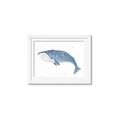 Picture of Blue Whale ll _GroupedProduct_Rectangle_Landscape_Mini_ _GroupedProduct_Rectangle_Landscape_Framed_Matted_