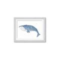 Picture of Blue Whale ll _GroupedProduct_Rectangle_Landscape_Mini_ _GroupedProduct_Rectangle_Landscape_Framed_Matted_