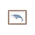 Picture of Blue Whale ll _GroupedProduct_Rectangle_Landscape_Mini_ _GroupedProduct_Rectangle_Landscape_Framed_Matted_