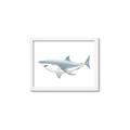 Picture of Great White Shark _GroupedProduct_Rectangle_Landscape_Mini_ _GroupedProduct_Rectangle_Landscape_Framed_Matted_